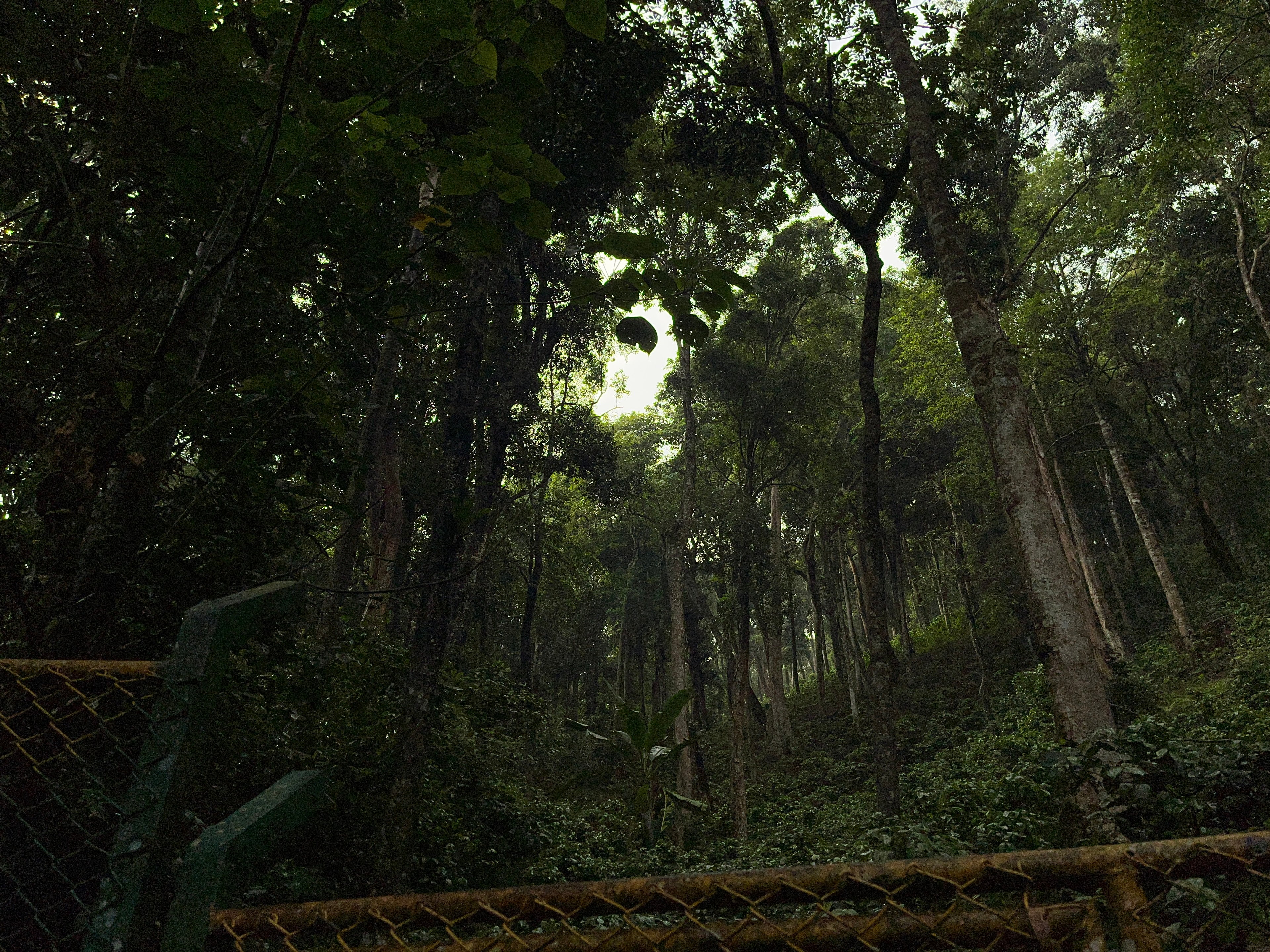 Dark Forest